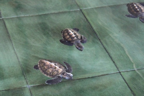 Turtle conservatory